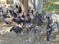 Turkeys — फ़ोटो 4