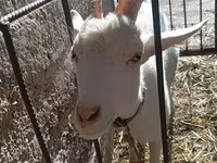 母山羊, Saanen goat — 照片 7