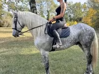 Cheval, Andalusian horse — photo 2