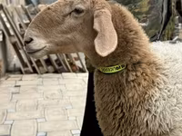 Brebis, Awassi sheep — photo 7