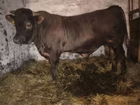 Bull, Charolais cattle — photo 7