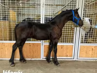 Koń, Dutch warmblood horse — zdjęcie 3