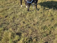 Taureau, Race Holstein — photo 3