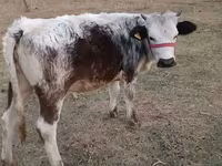 Cow, Belgian Blue — photo 1