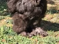 Silkie — foto 3