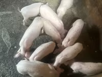 मादा सूअर, Датский ландрас — फ़ोटो 3