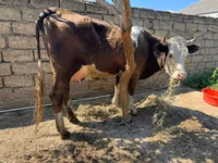 母牛, Cattle — 照片 3