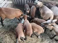 Schaf, Cameroon sheep — Foto 2