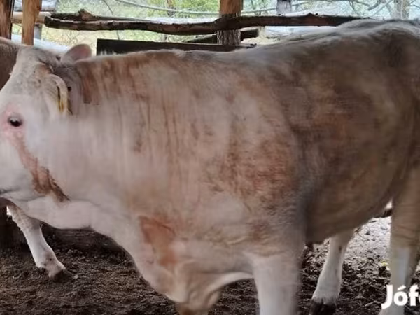 सांड, Simmental cattle