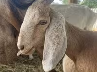 बकरा, Saanen goat — फ़ोटो 2