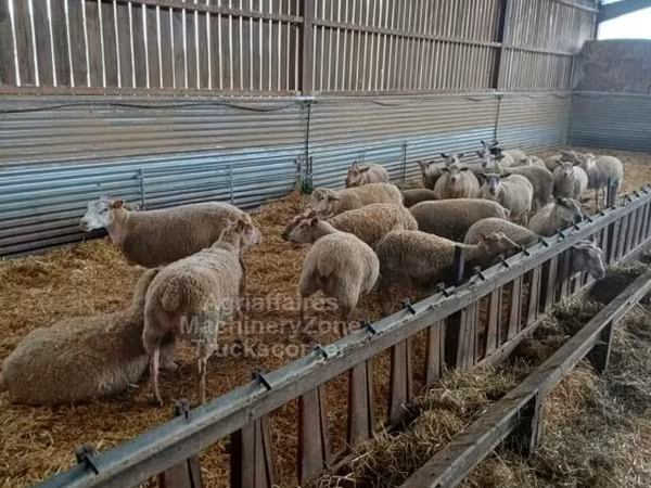Brebis, Rouge de l’Ouest sheep