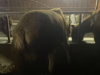 Kůň, Yakutian horse — foto 6