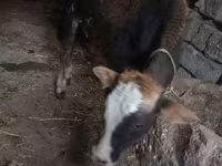 公牛, Cattle — 照片 5