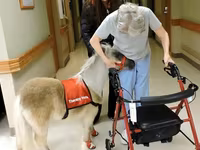 فرس, Miniature horse — الصورة 8