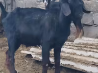बकरा, Anatolian Black goats — फ़ोटो 3