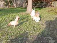 سيراما — الصورة 6