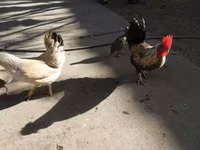 Bantam Japonesa — foto 1