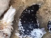 Chickens — الصورة 2