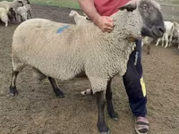 Bélier, Hampshire sheep — photo 3