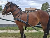 Horse (M), Horses — photo 2