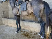حصان, Arabian horse — الصورة 3