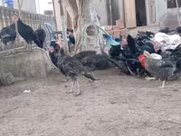 अमेरिकन बफ — फ़ोटो 1