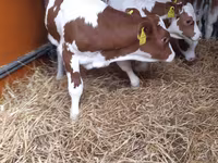Taureau, Pinzgauer cattle — photo 3