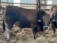 Toro, Partenaise cattle — foto 2