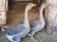 Geese — foto 7