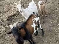 बकरियाँ (लॉट, लिंग निर्दिष्ट नहीं), बकरियाँ — फ़ोटो 4