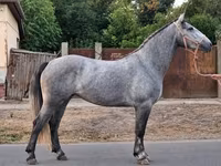 घोड़ी, Appaloosa — फ़ोटो 3