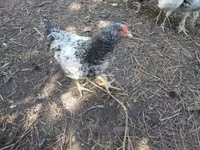 Chickens — photo 4