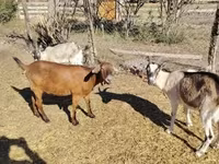 Koza, Boer goat — zdjęcie 3