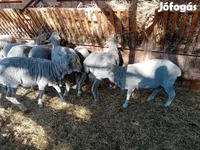 Beran, Merino sheep — foto 8