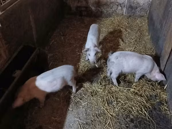 मादा सूअर, Мангалица