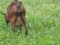 母山羊, Irish goat — 照片 7