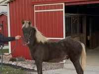 Cheval, Rocky Mountain Horse — photo 5
