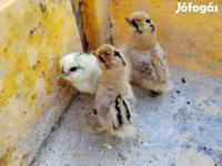 Silkie — foto 2