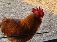 Chickens — zdjęcie 5