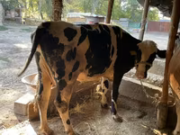 Býk, Simmental cattle — foto 2
