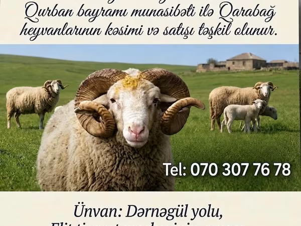 Ram, Karabakh sheep