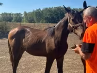 घोड़ी, Nonius horse — फ़ोटो 2