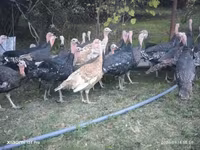 Turkeys — photo 4