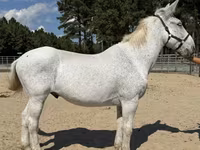 Hengst, Mule — Foto 1