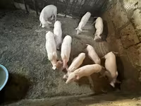 मादा सूअर, Ландрас — फ़ोटो 4