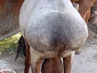 Bélier, Ordabasy sheep — photo 6