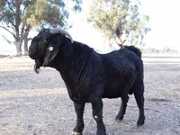 Goat, Boer goat — photo 5