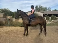 घोड़ा, Nonius horse — फ़ोटो 4