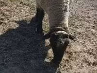 公羊, Tsigai sheep — 照片 6