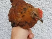 Chickens — Foto 2